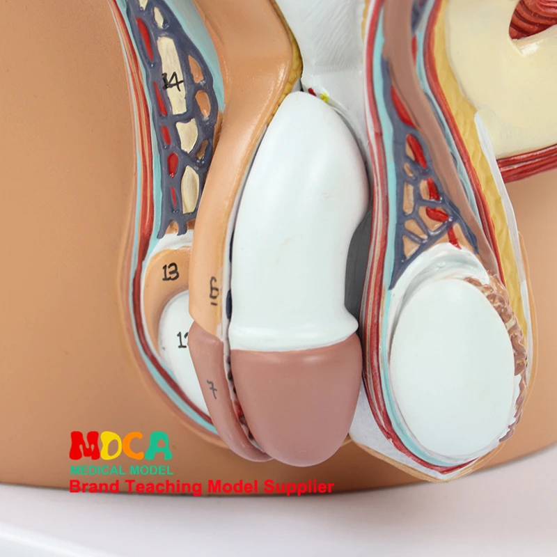 Медиана малого таза Sagittal модель резекции медицина обучение планирования семьи Мужской мочеполовой и тазовой системы MMNXT001