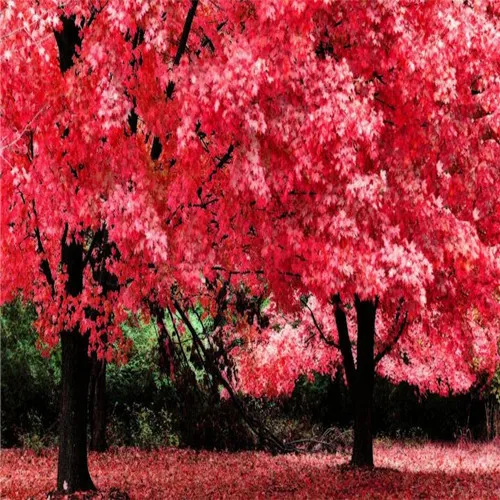 

30 pcs Maple tree Bonsa, bonsai blue maple tree japanese maple Bonsa, plants for home garden and Balcony, Easy to Grow
