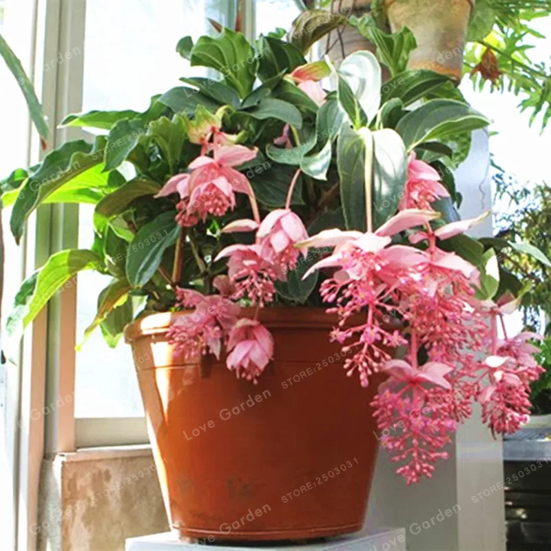 Medinilla Magnifica бонсай очень прекрасный бонсай из цветов растение для дома цветок для украшения сада бонсай 100 шт Medinilla Magnifica бонсай очень прекрасный бонсай из цветов растение для дома цветок для украшения сада бонсай 100 шт