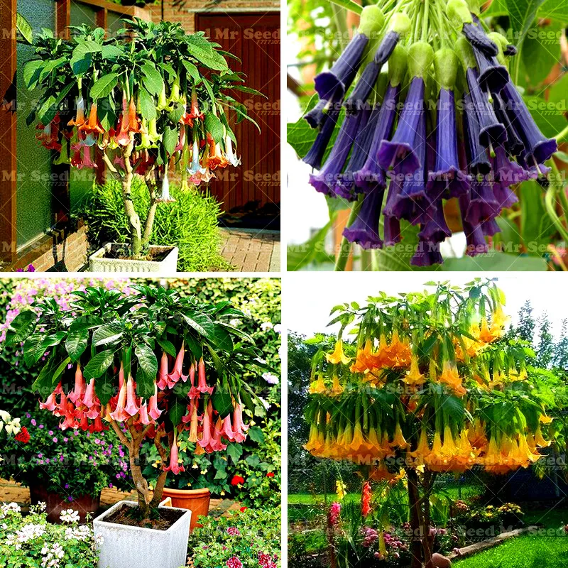 

100 Pcs Bonsai Flower Plant Brugmansia Datura Plant Rare Flower Potted Plants Angel's Trumpets Bonsai Planting For Home Garden