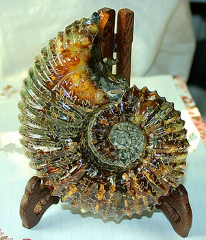 1000-1300g NATURAL Polished "Goat Horn" Fossil Ammonite Douvilleiceras Madagascar
1000-1300g NATURAL Polished "Goat Horn" Fossil Ammonite Douvilleiceras Madagascar