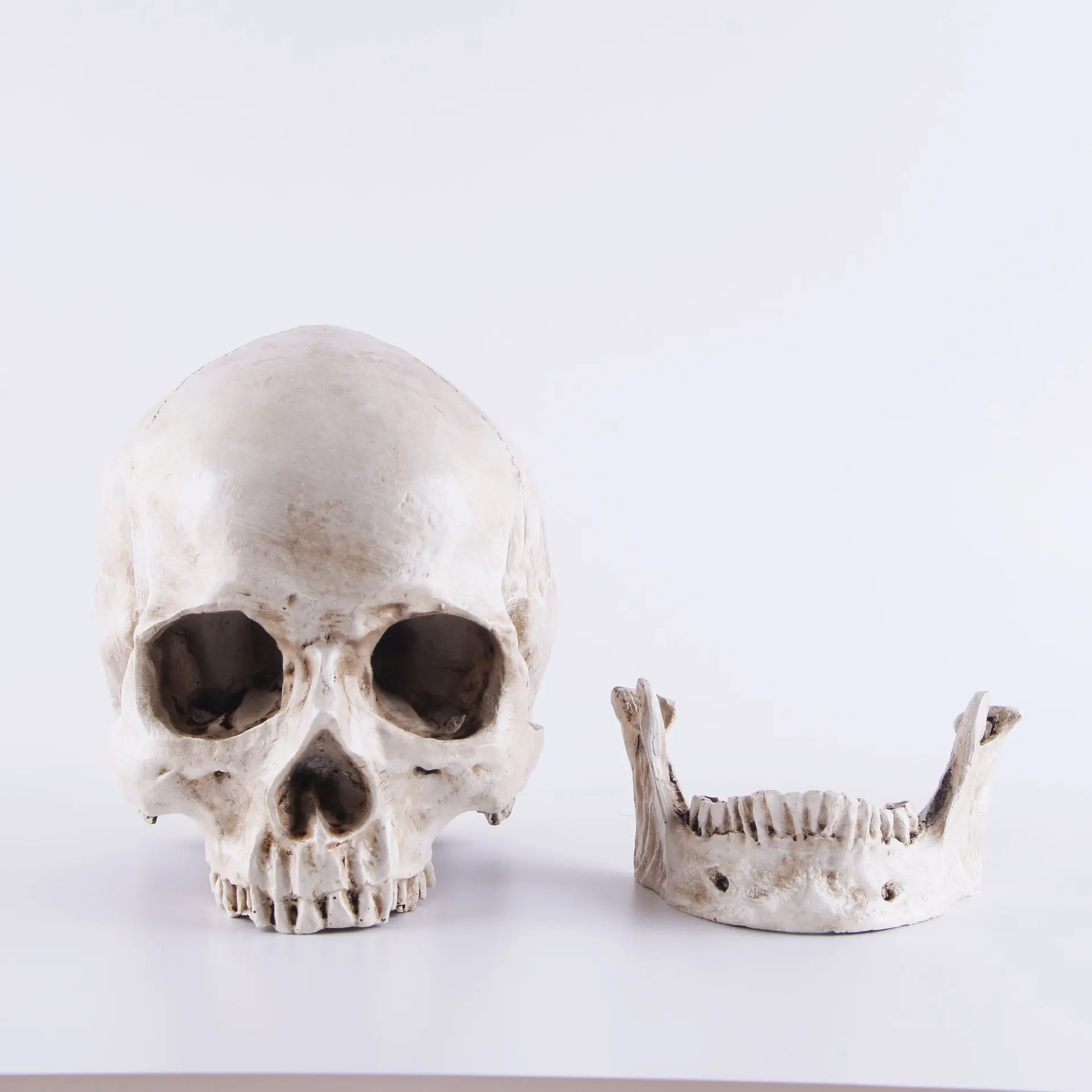 

1:1 Resin Skull Sculpture Education and Painting Dedicated Medical Model Realistic Lifesize Home Decoration Accessories