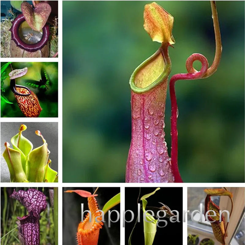 

Free shipping Apple Nepenthes Bonsai Multiple varieties of hybrid Bonsai plants 100Pcs home garden Flowers and herbs Carnivorous