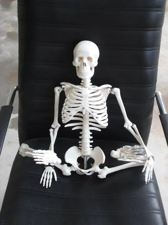 оборудование скелет. модель ребёнка скелета. модель скелета человека. скелет человека на штативе (85 см). макет скелета человека.