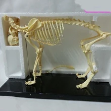 Модель скелета животных Скелет собаки образовательная модель скелета