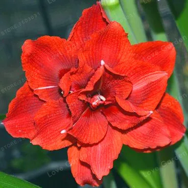 2 Bulbs Amaryllis Bulbs True Red Hippeastrum Bulbs Flowers(Not Bonsai),Barbados Lily Potted Home Garden Balcony Plant Bulbous 2 Bulbs Amaryllis Bulbs True Red Hippeastrum Bulbs Flowers(Not Bonsai),Barbados Lily Potted Home Garden Balcony Plant Bulbous