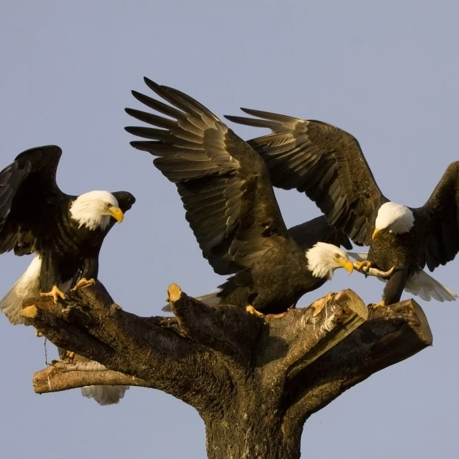 Group Of Perched Bald Eagles Fighting Over Fish /Nnear Homer  Alaska  Kenai Peninsula  Winter Poster Print (17 x 11)