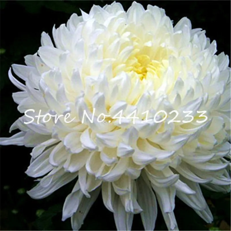100 Pcs China Mother Bonsai Chrysanthemum Aster Flower