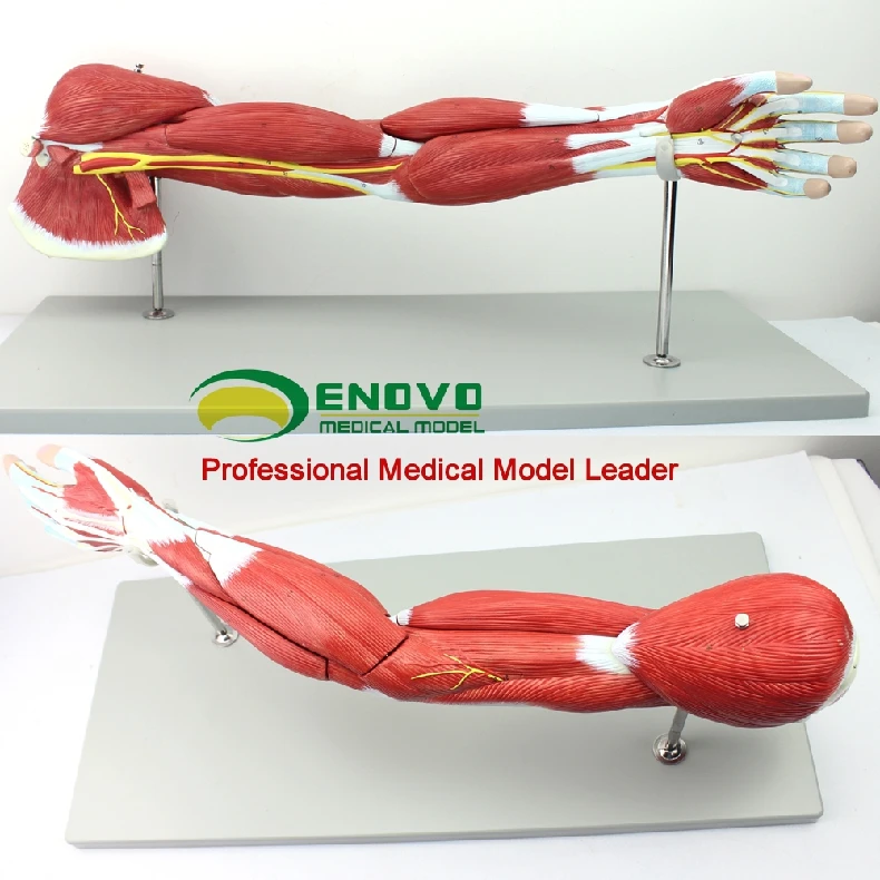 Верхняя конечность с мышцами анатомическая модель мышечная подвижная система тела