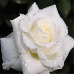 Новый 5D поделки алмазов картина вышивка крестиком белая роза Алмазная вышивка цветы дома Алмазная вышивка-мозаика