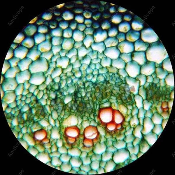 Бинокулярный комбинированный Микроскоп AmScope 40X 2500X светодиодный цифровой