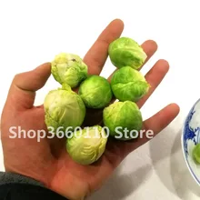 limited activity & Brussels sprouts cabbage cabbage four seasons sowing garden balcony potted Green vegetable bonsai 100pcs цена limited activity & Brussels sprouts cabbage cabbage four seasons sowing garden balcony potted Green vegetable bonsai 100pcs цены онлайн