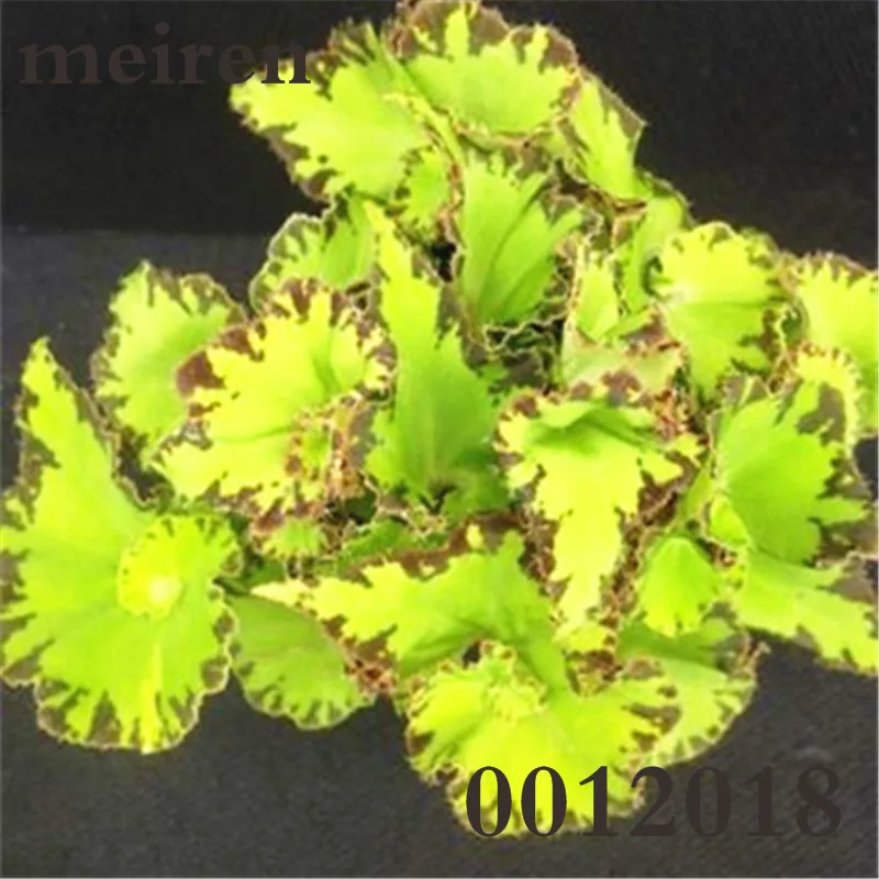 100 Pcsbag Begonia Bonsai Flower Plant Garden Terrace Color Leaf Potted