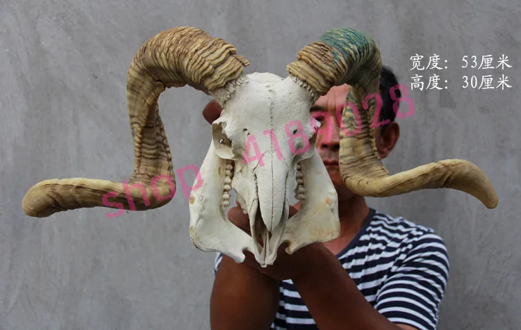 

100% genuine, prairie sheep, goat skull, craftwork ornament