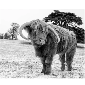 

Highland Cows Painting By Numbers 5d Diy Diamond Painting Cross Stitch Full square Diamond Embroidery mozaik puzzleZP-1592