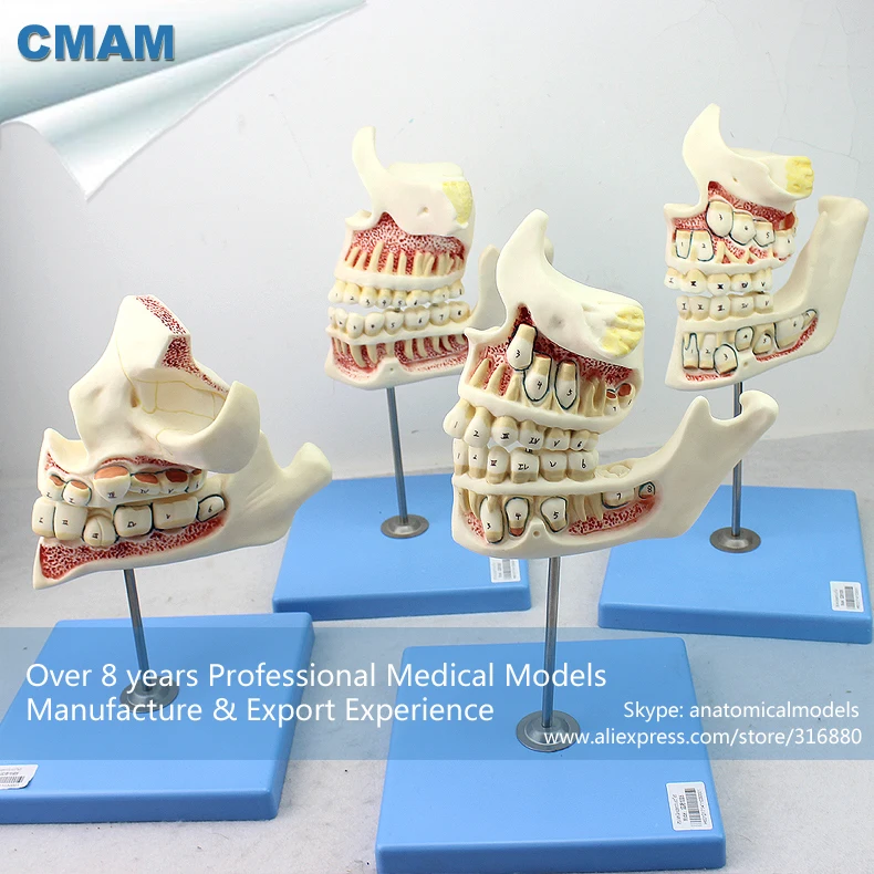 CMAM/12604 Dental-разработка набор зубов, полости рта человека стоматологический медицинский анатомическая модель