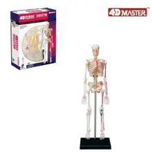 4D модель скелета 46 часть Модель анатомии человека, новая 3D модель сборки скелета