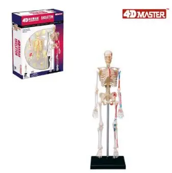 Model szkieletu 4D 46 model anatomii człowieka, nowy model szkieletu 3D. w Nauki medyczne od Artykuły biurowe i szkolne na Model szkieletu 4D 46 model anatomii człowieka, nowy model szkieletu 3D. w Nauki medyczne od Artykuły biurowe i szkolne na