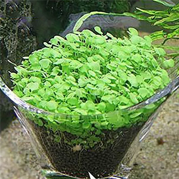 2pcs or 3pcs Aquarium Plant Seeds Aquatic Water Grass Decor Seeds Easy