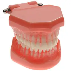 2016 новое поступление 1 шт. зубные Стандартный преподавания модель со съемными зубов