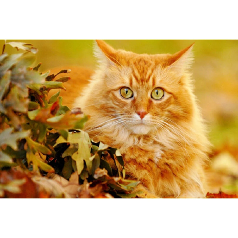 YIKEE Diamond Painting Wild Cats Handmade Needlework DIY Embroidery Mosaic Rhinestone Picture k584 | Дом и сад