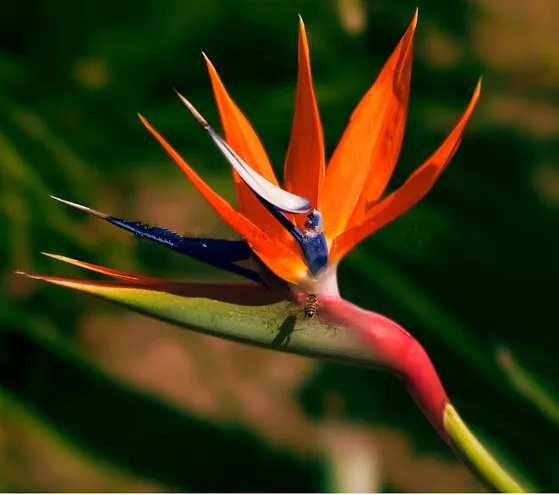 Mixed Strelitzia Reginae Seeds, Bird Of Paradise Flower Seeds, 100pcs/pack