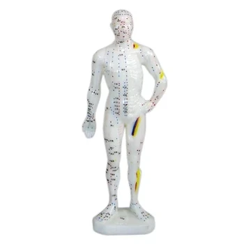 

Pengshi Human acupuncture points English - Chinese medical education model soft plastic 26cm Height male Chinese free shipping
