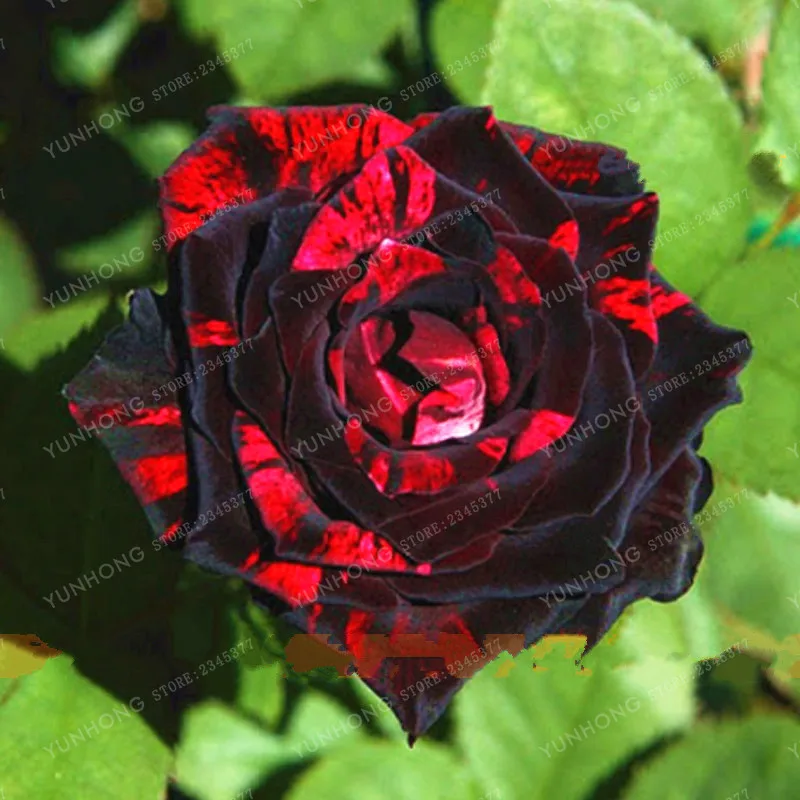 100 Pcs Rare Rose Bonsai Black Rose Flower With Red Edge Rare Rose Flowers Bonsai For Garden Bonsai Planting 100 Pcs Rare Rose Bonsai Black Rose Flower With Red Edge Rare Rose Flowers Bonsai For Garden Bonsai Planting