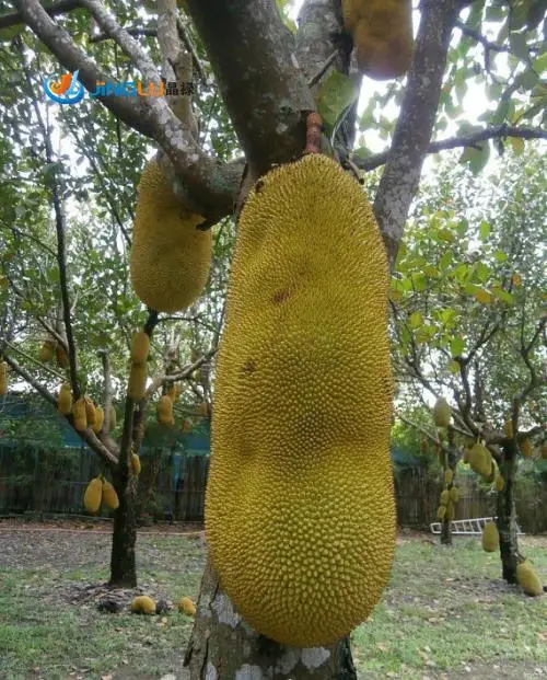 10 Seeds / Pack , Jackfruit Tree Seed ,Tropical Novelty ,Worlds Largest