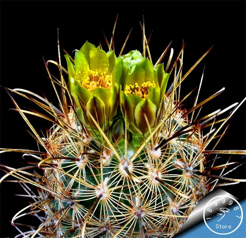 

Best-Selling!Celestial being bonsai - cactus - potted plant garden family anti-radiation 10 Pieces/Bag,#98JZWJ