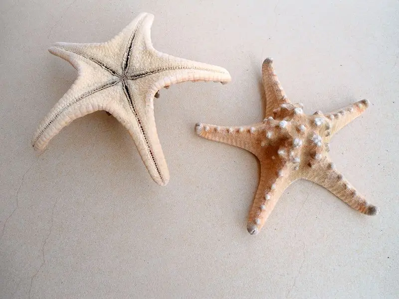 Happykiss натуральный пару хлеб звезды аквариума декорации Средиземноморский бытовые украшение стены стикеры образцов