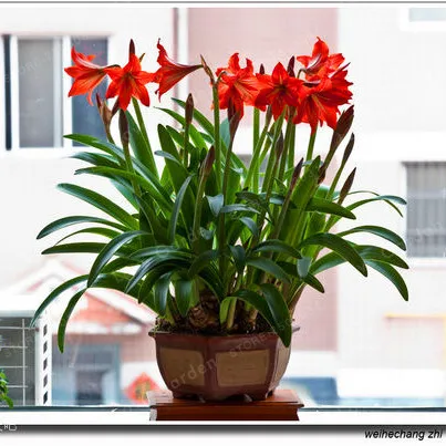 2 Bulbs Amaryllis Bulbs True Red Hippeastrum Bulbs Flowers(Not Bonsai),Barbados Lily Potted Home Garden Balcony Plant Bulbous 2 Bulbs Amaryllis Bulbs True Red Hippeastrum Bulbs Flowers(Not Bonsai),Barbados Lily Potted Home Garden Balcony Plant Bulbous