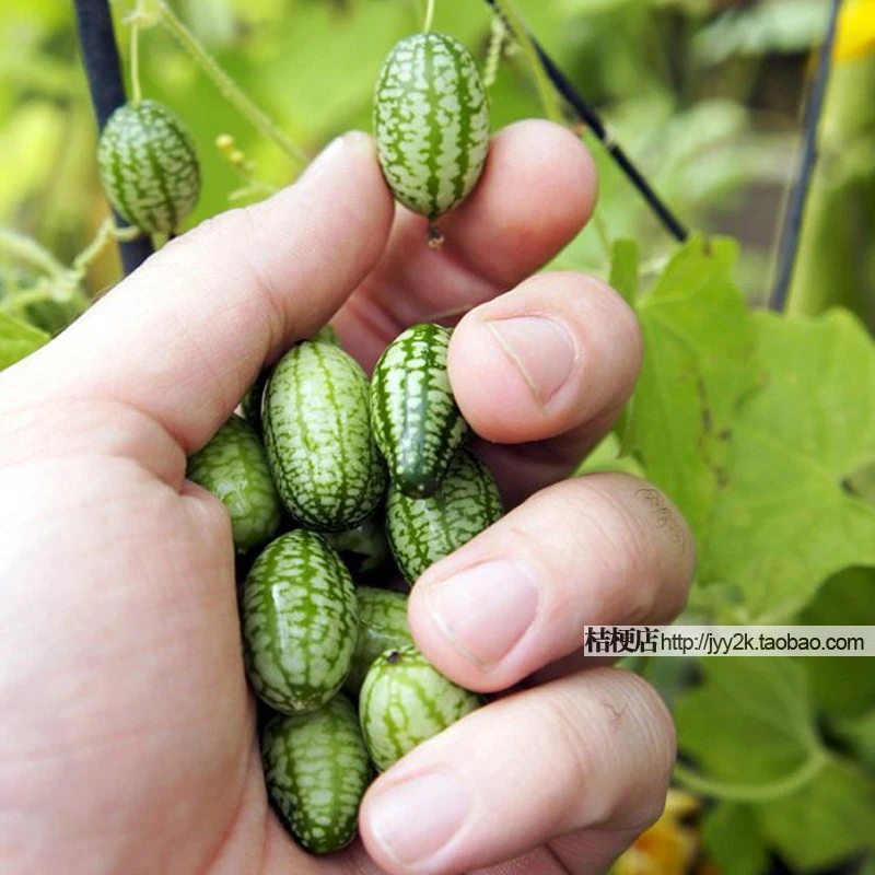 種子 袋スイカ種子親指親指ミニ スイカ キュウリ漬物野菜種子peipujinuo メキシコ Vegetable Garden Seed Seeds Paintingvegetable Seed Aliexpress