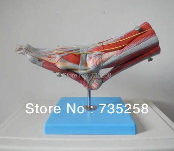 

Muscles of Foot with Main Vessels and Nerves Model