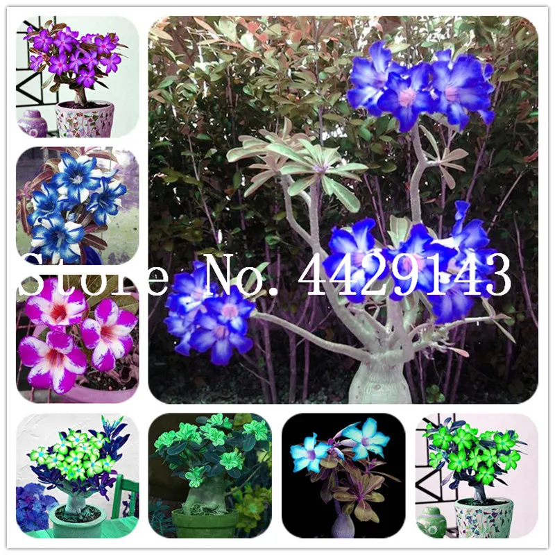 7000 Gambar Bunga Adenium Paling Baru 7000 Gambar Bunga Adenium Paling Baru