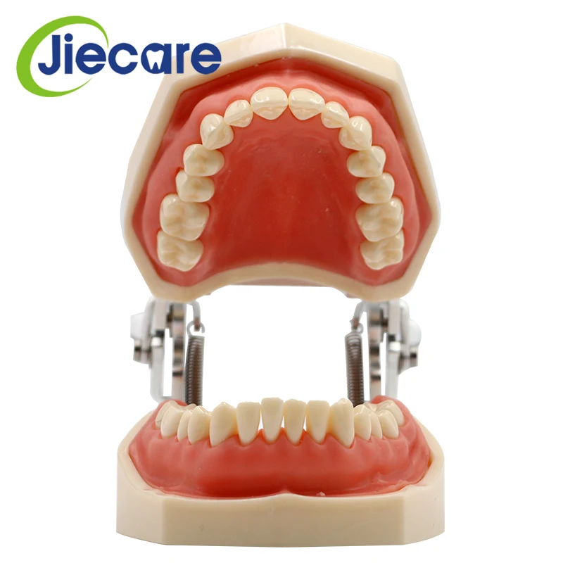 Съемная Стоматологическая модель, Стоматологическая модель с 28 зубными гранулами и винтами, обучающая модель моделирования