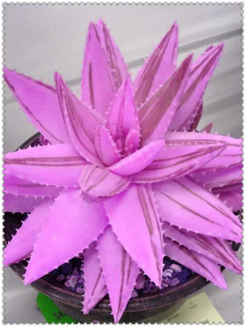 100pcs Aloe bonsai Mix Excellent Houseplants Succulent Aloe Vera bonsai Use Beauty Edible Cosmetic Bonsai Plants Planting 100pcs Aloe bonsai Mix Excellent Houseplants Succulent Aloe Vera bonsai Use Beauty Edible Cosmetic Bonsai Plants Planting