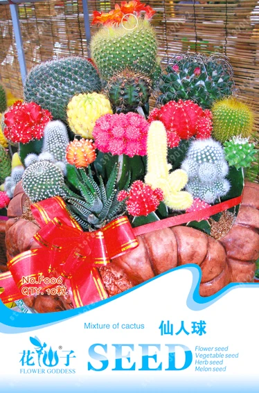 

original package cactus plants,Prickly pear bonsai flower ,professional pack pot plant for home garden