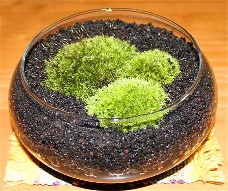 10G Sphagnum Moss Garden Supplies Sphagnum Moss Moisturizing Nutrition Organic Fertilizer For Phalaenopsis Orchid Musgo Sphagnum