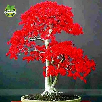 20 Mini Beautiful Japanese Red Maple Bonsai Seeds, DIY Bonsai ornamental flowerpot