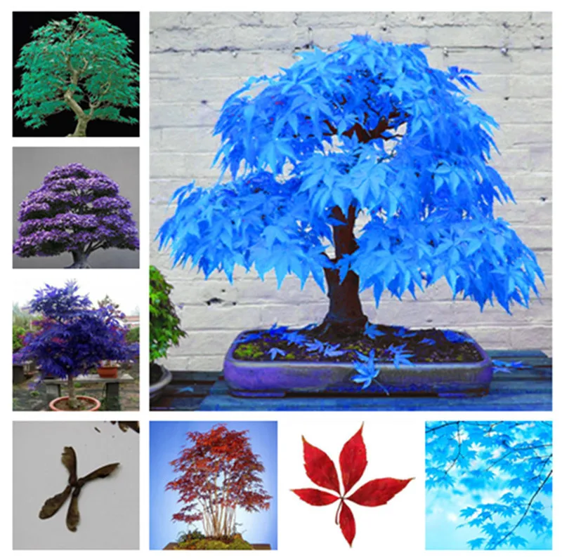 

100% Genuine 20 pcs/ bag Multicolor Maple Bonsai Tree Plant Japanese Mini Maple Tree Planta Courtyard Home Garden(feng shu)