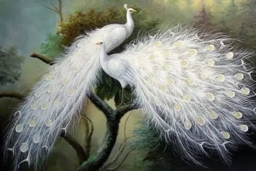 Modern-oil-painting-beautiful-white-peacock-art-deco-painting-no-framed.jpg_640x640.jpg