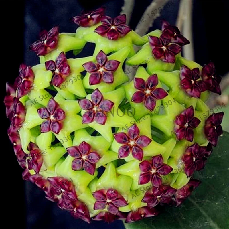 100 шт./упак. Редкие Hoya цветок flores, Орхидея, растения, в помещении бонсай Flowerfor дома и сада посадки легко растить - Цвет: 11