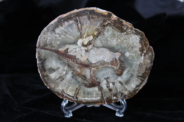 

200g Petrified Wood Round Fossil Specimen Madagascar