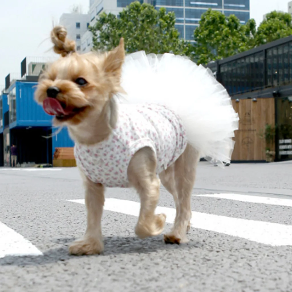 Transer платье для собак модные Pet весенне-летние дышащие элегантные собака пачка Белая юбка кошка Disfraz Perro 19May27 P35