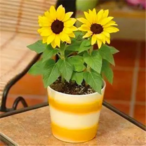 

Sunflower 50/60pcs Bonsai Seedsplants Easy To Grow Potted Flower Planting Home Scenery Garden Decoration Balcony Bonsai Plants