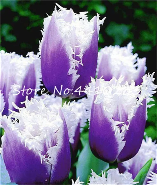 Bonsai 100 sztuk Bonsai tulipan (nie tulipan żarówki) 24 odmiany Rainbow Tulip wysokiej klasy kwiat doniczkowa roślina najpiękniejsza * kolorowe tanie i dobre opinie Kwitnące rośliny Mini duże małe średnie Wykluczone Bardzo proste Wieloletnich Umiarkowany Upiększających Raka Bonsai 100 sztuk Bonsai tulipan (nie tulipan żarówki) 24 odmiany Rainbow Tulip wysokiej klasy kwiat doniczkowa roślina najpiękniejsza * kolorowe tanie i dobre opinie Kwitnące rośliny Mini duże małe średnie Wykluczone Bardzo proste Wieloletnich Umiarkowany Upiększających Raka