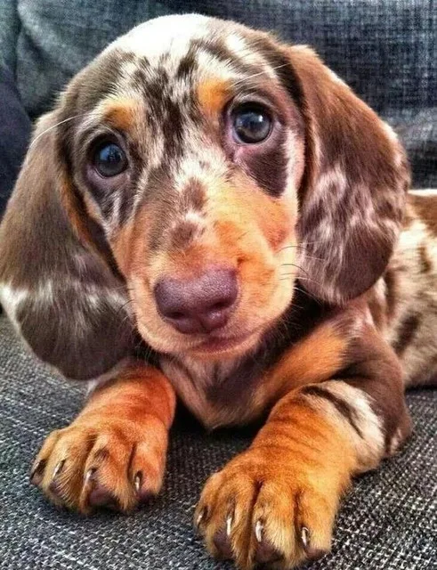 Diy-5d-diamond-painting-Dachshund-rhinestones-full-square-drill-diamond-embroidery-animal-cute-Dog-cross-stitch.jpg_640x640 (1)