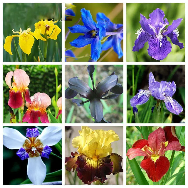 Hot Sale Rare Unique 9 Colors Can Be Choose Iris Orchid Beautiful