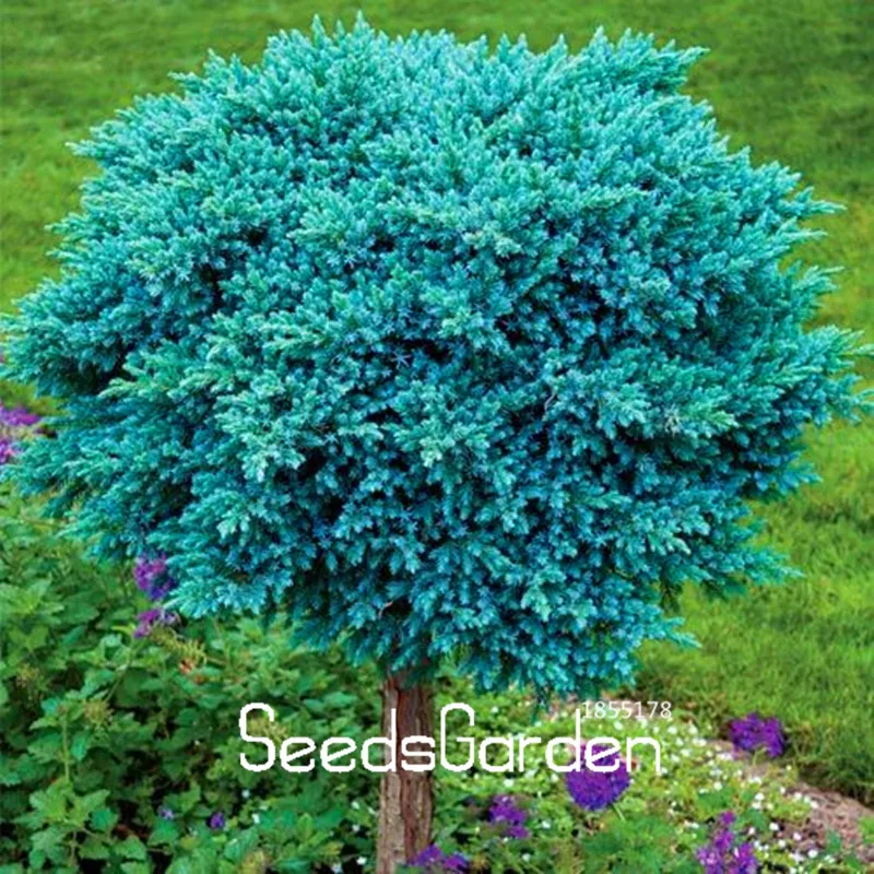 

Time-Limit!! 20 Pcs/Lot Blue Spruce floresling Landscape Plants Bonsai Tree Plantas home & garden for planting